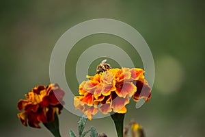 Bee on Orange Tagete on Sunset photo