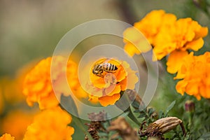 Bee on Orange Tagete on Sunset photo
