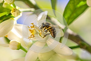 Bee on an orange tree flower