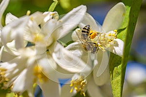 Bee on an orange tree flower