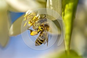 Bee on an orange tree flower