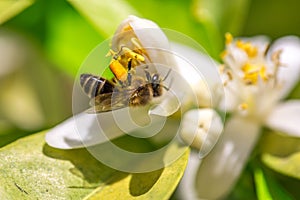 Bee on orange tree flower