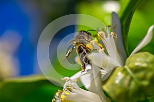 Bee on an orange tree flower