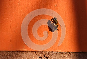 Bee on orange wall basks in the sun photo