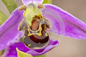 Bee Orchid flowering in the United Kingdom wildlife nature.