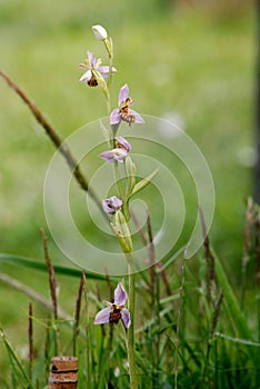 Bee orchid Ophrys apifera
