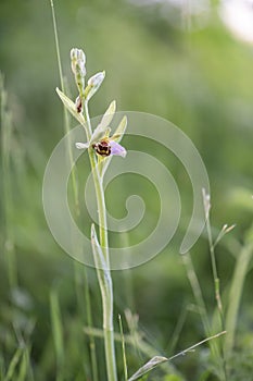 Bee orchid, Ophrys apifera, budding and flowering plant