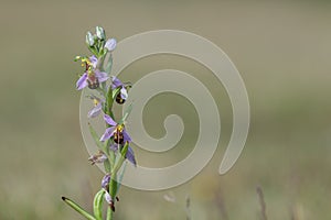 Bee orchid (ophrys apifera) flower