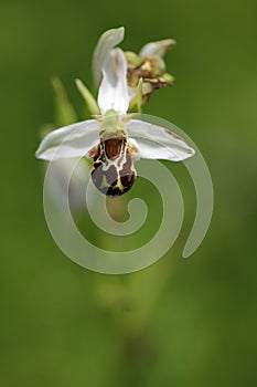 Bee Orchid, Ophrys apifera, flowering European terrestrial wild orchid, nature habitat, detail of two beautiful bloom, green clear