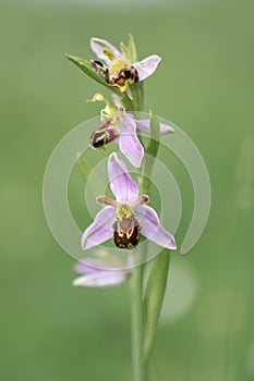 Bee orchid, Ophrys apifera, flowering in moor