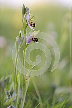 Bee orchid, Ophrys apifera, flowering plant