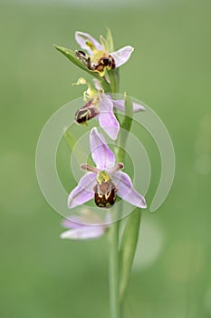 Bee orchid, Ophrys apifera, flowering plant in full colour