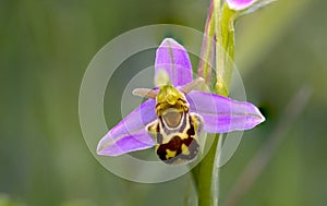 Včela orchidea ()  