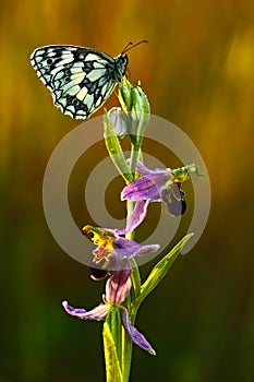 Bee Orchid, Ophrys apifera, pink and violet orchid and white butterfly, flowering European terrestrial wild orchid, nature habitat photo