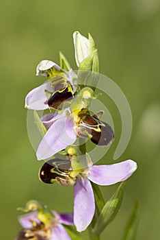 Bee Orchid - Ophrys apifera - stem with three flowers