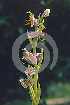 bee orchid plant in blooming, Ophrys apifera Orchidaceae photo