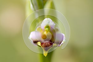 Bee orchid wild flower, ophrys apifera