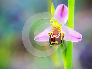 Bee Orchid Wildlife