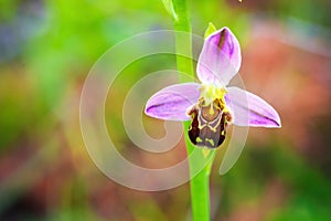Bee Orchid Wildlife