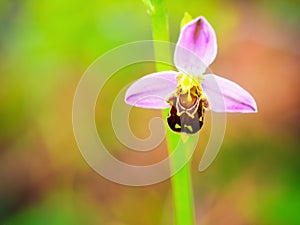 Bee Orchid Wildlife