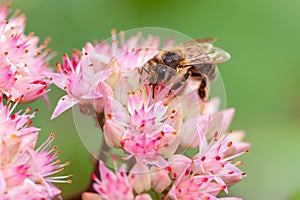 Bee on orpine flower photo