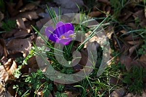 Bee over Crocus flower