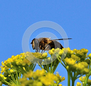 Bee over fennel wild flowers