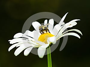 Honey Bee on Oxeye Daisy photo