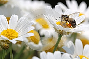Bee on Oxeye Daisy photo