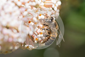Bee on pale compound flower