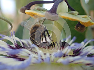 Bee in passiflore flower