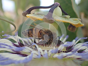 Bee in passiflore flower