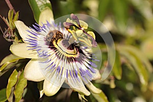 Bee on passion flower