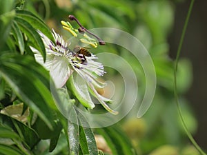 Bee on passion flower photo