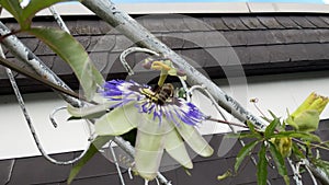 Bee on a passion flower Passiflora Caeruela.