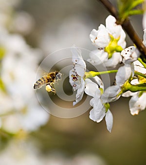 Bee & Pear blossom