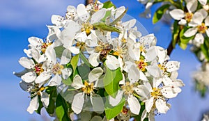 Bee on pear flowers on a background of blue sky