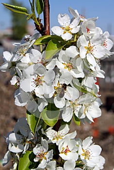 Bee on pear inflorescences
