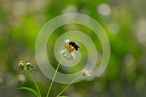 Bee perch on flowers