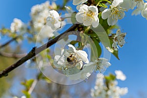Bee perched on flower petal in blossoming tree branch