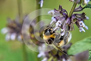 a bee perched on a flower stem in the garden together