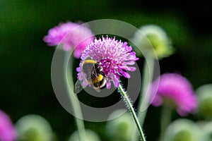 A bee perched on a knautia flower in the summer sunshine