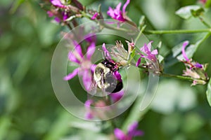 a bee that is perched on a small purple flower stem