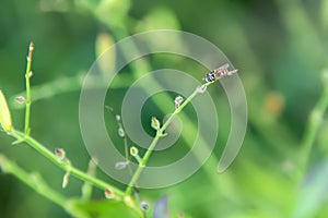 A bee perched on the tip of a branch