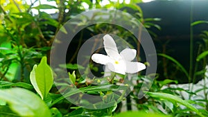 a bee perched on a white flower stem