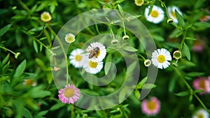 A bee perches on a small white flower