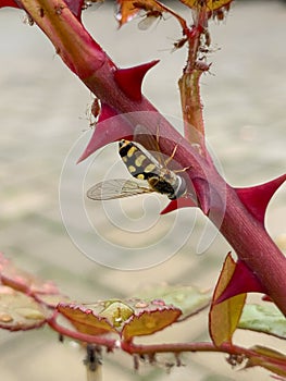 Bee perching on plant stem with thorns