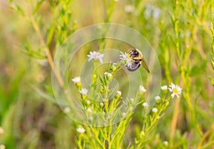 A bee, perhaps Eastern carpenter bee on a white yellow flower