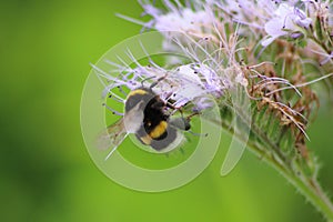 Bee on Phacelia, bee pasture