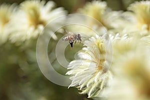 Bee and Phylica pubescens featherhead